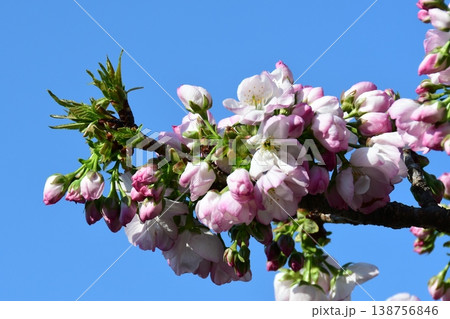 横輪桜と青空 横輪桜と青空 138756846