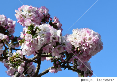 横輪桜 横輪桜 138756847
