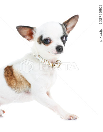 Portrait, dog or chihuahua in studio isolated on a white background for animal care or companion. Puppy, pet and loyalty with an adorable little purebred canine on a backdrop for trust or friendship 138756903