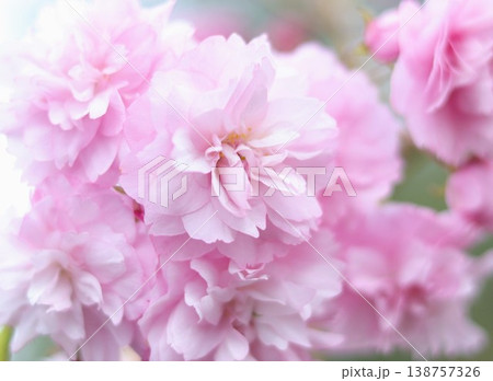 美しいピンクの八重桜 138757326