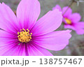 優しく咲くコスモス 138757467