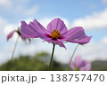 静かに揺れるコスモス 138757470