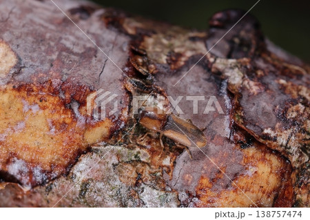 生き物　昆虫　マダラチビコメツキ、幼虫が牧草や農作物の根茎などを食害するので害虫とされているようです 138757474