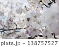 桜と友達 138757527