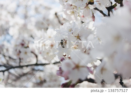 桜と友達 138757527