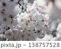 満開の桜 138757528