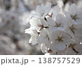 咲き誇る桜 138757529