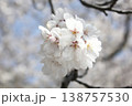 柔らかく咲く桜 138757530
