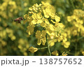 菜の花とミツバチ 138757652
