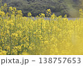 一面に広がる菜の花畑 138757653
