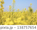 青空に向かって咲く菜の花 138757654