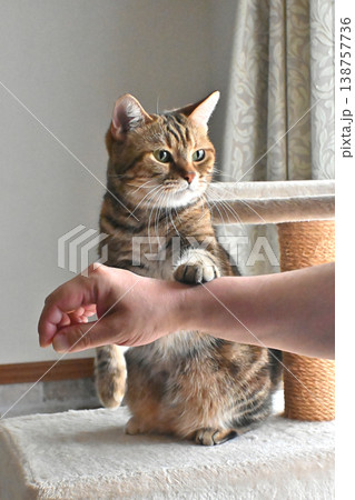 ハイタッチで挨拶する猫 138757736