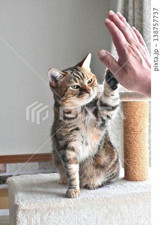 ハイタッチで挨拶する猫 ハイタッチで挨拶する猫 138757737
