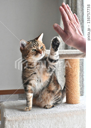 ハイタッチで挨拶する猫 138757738