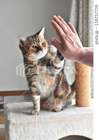 ハイタッチで挨拶する猫 ハイタッチで挨拶する猫 138757739