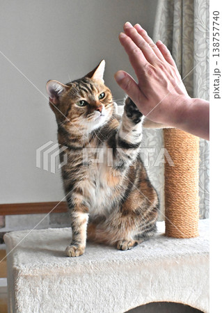 ハイタッチで挨拶する猫 ハイタッチで挨拶する猫 138757740