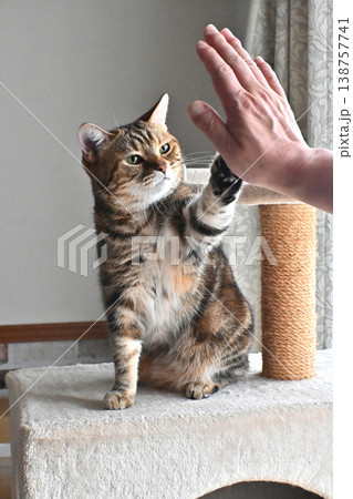 ハイタッチで挨拶する猫 ハイタッチで挨拶する猫 138757741