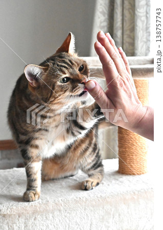 ハイタッチで挨拶する猫 ハイタッチで挨拶する猫 138757743