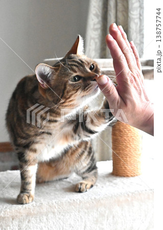 ハイタッチで挨拶する猫 ハイタッチで挨拶する猫 138757744