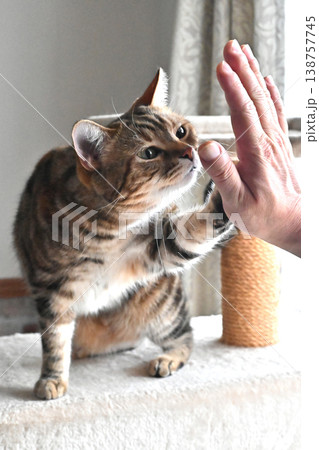 ハイタッチで挨拶する猫 ハイタッチで挨拶する猫 138757745