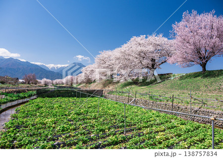 早春賦碑の桜とわさび田 早春賦碑の桜とわさび田 138757834