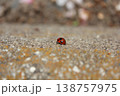 散歩中なてんとう虫 138757975