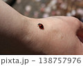 てんとう虫の友達 138757976