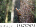 Red squirrel climbing pine tree trunk in forest 138757978