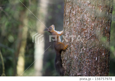 Red squirrel climbing pine tree trunk in forest 138757978