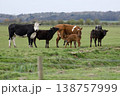 Cattle herd with calves grazing green pasture in wales 138757999