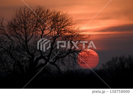 Bare tree silhouette against vibrant orange sunset sky Bare tree silhouette against vibrant orange sunset sky 138758000