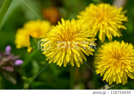 タンポポ 138758030