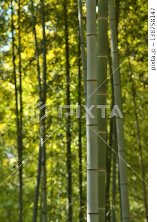 竹林 138758147