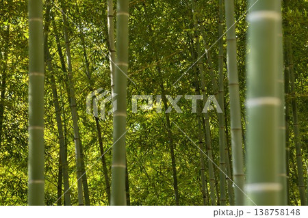 竹林 138758148
