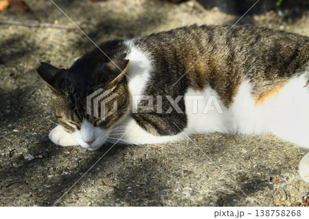 外で寝ている猫 138758268