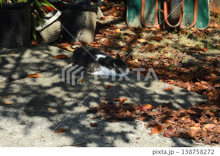 紅葉と猫 138758272