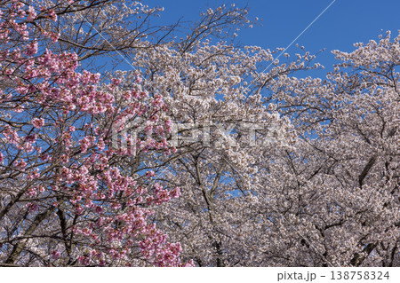 青空に映える満開の桜 青空に映える満開の桜 138758324