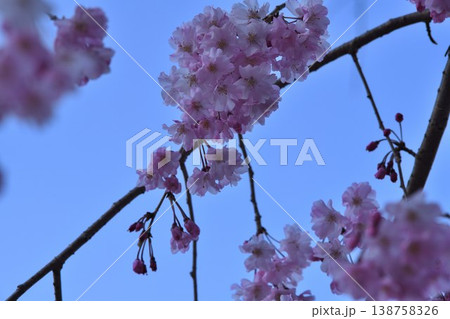 枝垂れ桜 枝垂れ桜 138758326