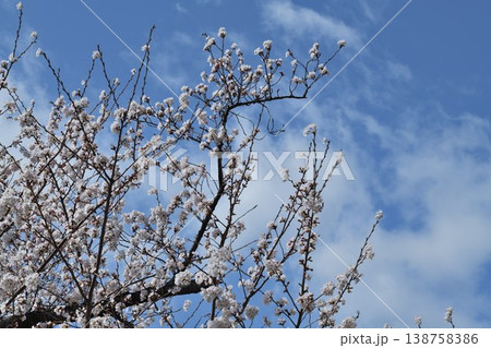 桜の花 138758386