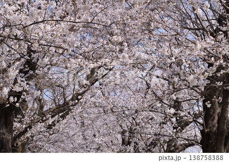 桜の花 桜の花 138758388