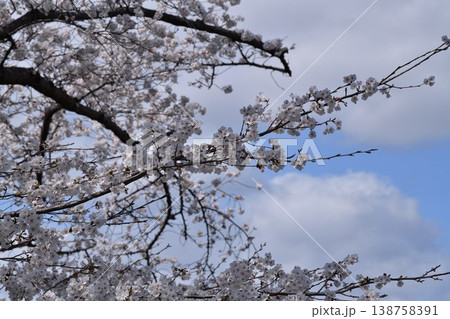 桜の花 138758391