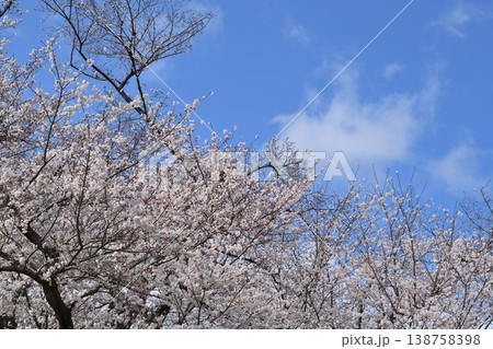 桜の花 138758398
