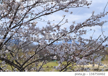 桜の花 138758402