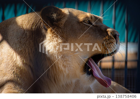Portrait of a lioness in a cage Portrait of a lioness in a cage 138758406