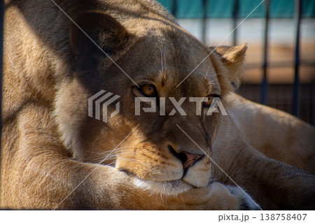 Portrait of a lioness in a cage Portrait of a lioness in a cage 138758407