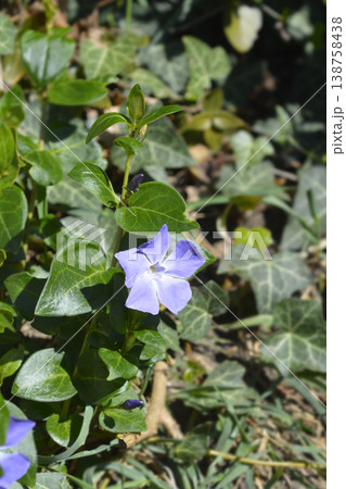 Purple periwinkle flower blooming in the garden 138758438