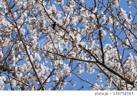 桜の木に止まったシジュウカラ 138758563