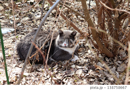 A gray cat lies and dozes in dry leaves under a bush in the garden A gray cat lies and dozes in dry leaves under a bush in the garden 138758667