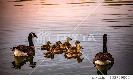 ducks and ducklings on a pond in santeny, france 138759006