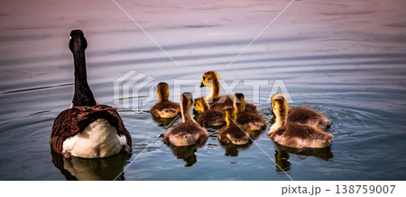 ducks and ducklings on a pond in santeny, france 138759007